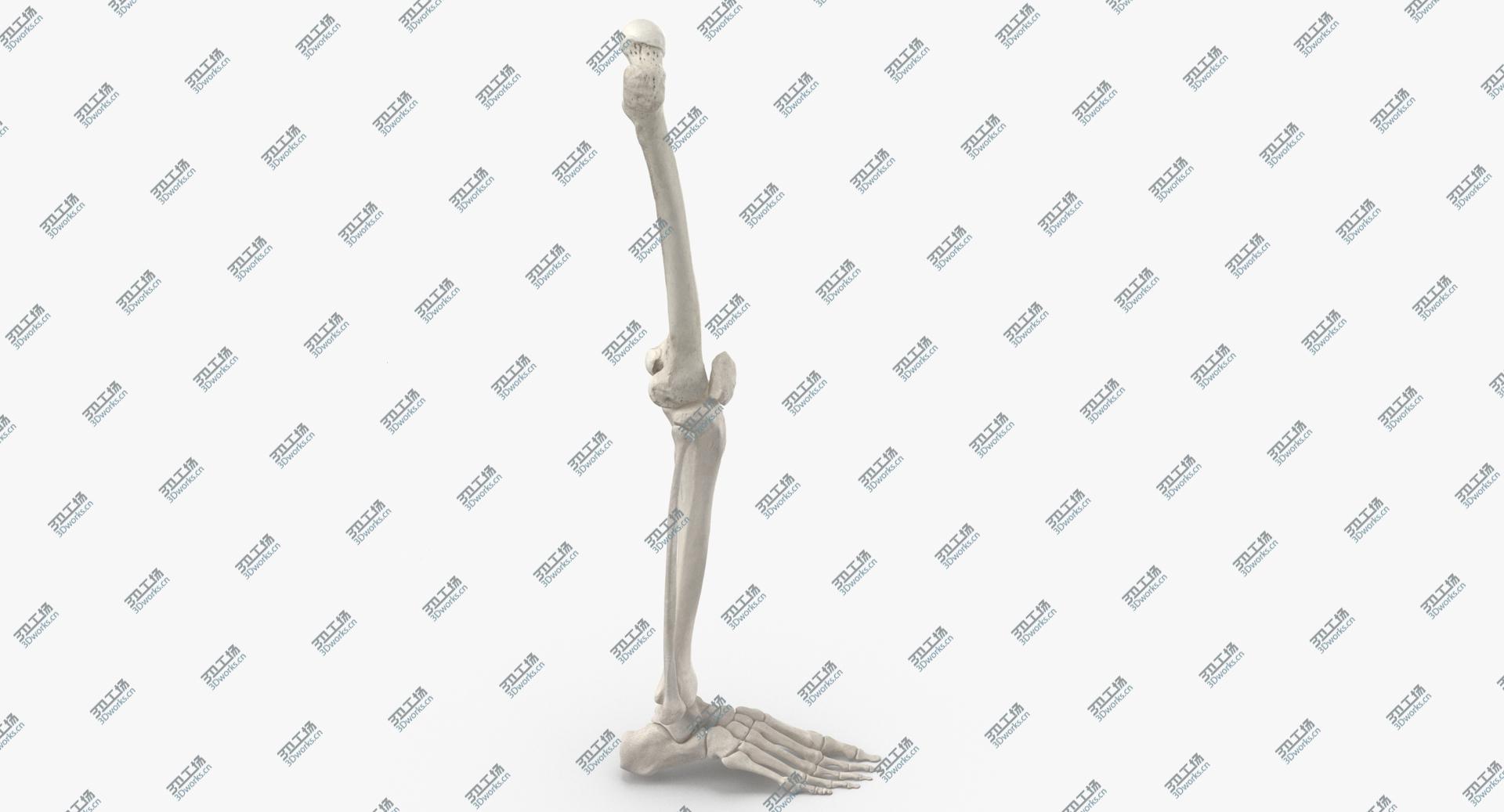images/goods_img/202104021/3D model Real Human Leg Bones Anatomy 01 White/3.jpg